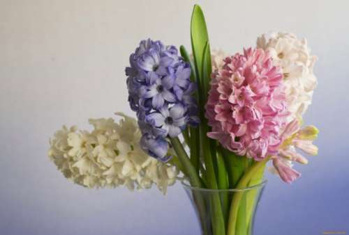 عکس گل سنبل طبیعی برای پروفایل در همه رنگ ها | عکس پروفایل گل سنبل باکیفیت