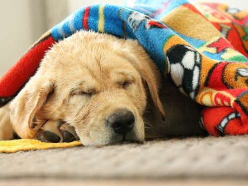 سگ‌ها به چه مقدار خواب نیاز دارند؟ اطلاعات مفید درباره خواب سگ ها