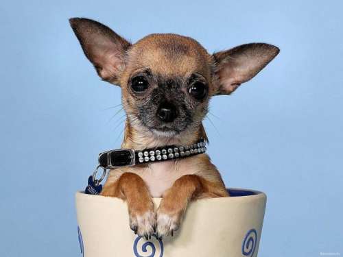 کوچک‌ترین سگ دنیا در رکوردهای گینس با نام میلی (Milly) به ثبت رسیده است!