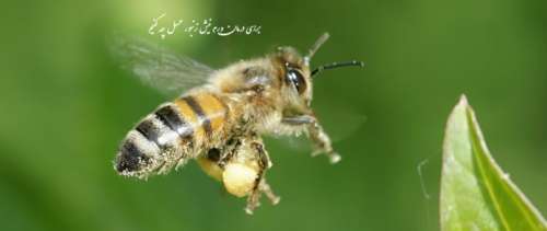 برای درمان ورم نیش زنبور عسل چه کنیم (درمان‌های خانگی برای ورم نیش زنبور عسل)
