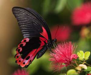 شعر با واژه پروانه | 38 شعر زیبا و کوتاه در وصف پروانه و پروانه شدن