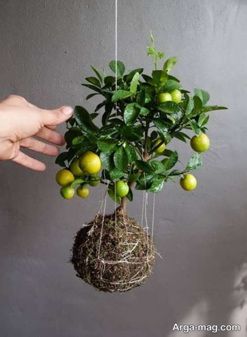 آموزش کاشت درخت لیمو ترش و نکاتی برای پرورش آن