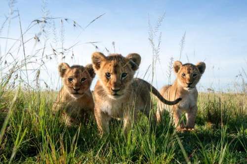 حمایت از محیط زیست با فروش زیباترین عکس‌های حیات وحش