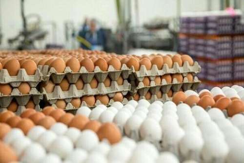 قیمت هر شانه تخم مرغ درب مرغداری چند؟