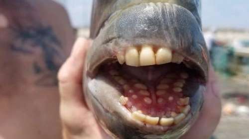 صید یک ماهی با دندان های آدمیزاد در کارولینای شمالی