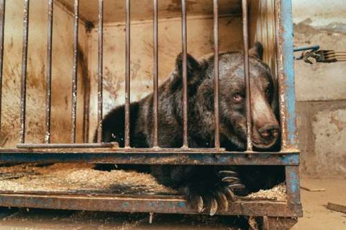 مرگ ناگهانی و اندوهناک تنها ترین خرس دنیا