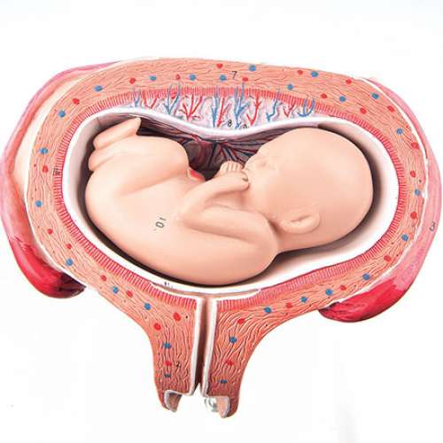 جنین عرضی چیست + روش های حل مشکل جنین عرضی در شکم