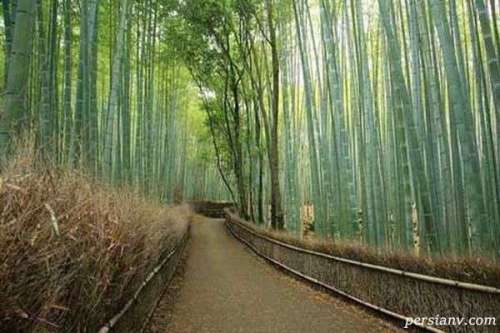 جنگل طبیعی بامبو در ژاپن