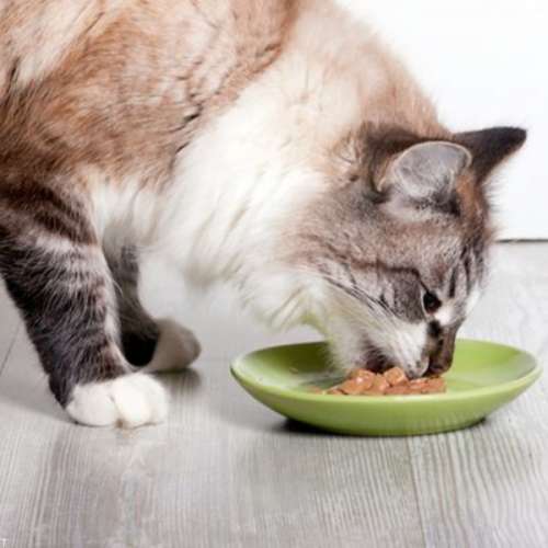 چه مقدار به گربه ی خود غذا دهید