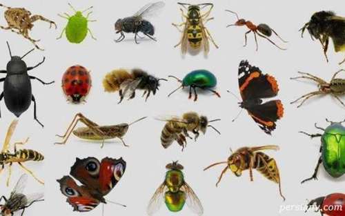 چگونه با حشرات خانه مبارزه کنیم