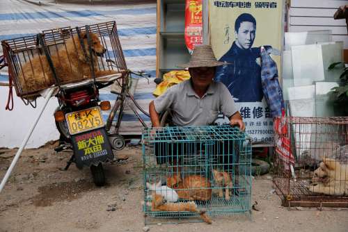مراسم بی‌رحمانه گوشت سگ‌خواری در چین