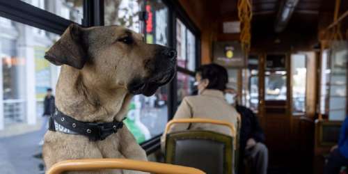 با «بوجی» سگی که هر روز کل استانبول را با مترو و قایق و تراموا می‌پیماید آشنا شوید