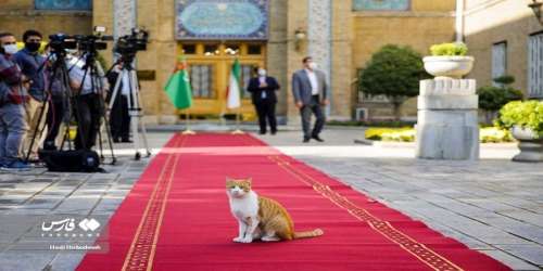 عکسی جالب از یک مهمان ناخوانده روی فرش قرمز وزارت خارجه ایران
