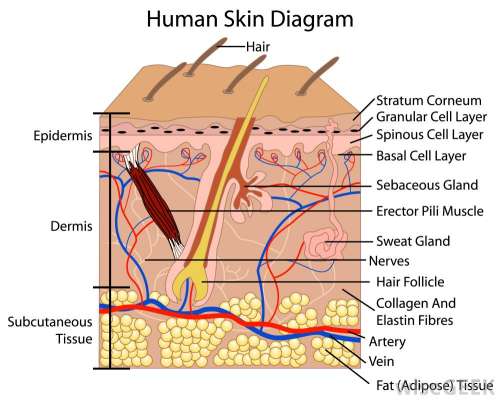 پوست؛ سنگین‌ترین عضو بدن شما