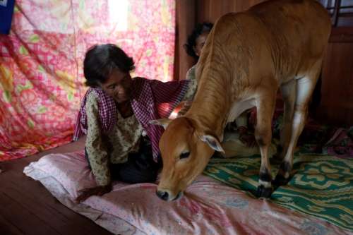 پیرزن ۷۴ ساله کامبوجی روح شوهر مرحومش را در گوساله اش دیده و با آن ازدواج کرد