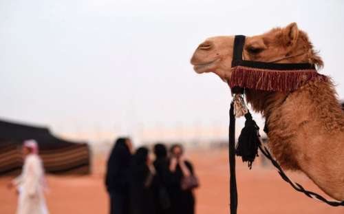 تزریق بوتاکس، ژل و هورمون به شترها در فستیوال ۶۶ میلیون دلاری عربستان سعودی