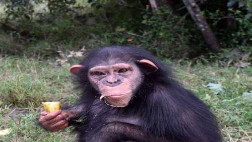 استقبال مرگ‌بار شامپانزه‌های کنیایی از باران