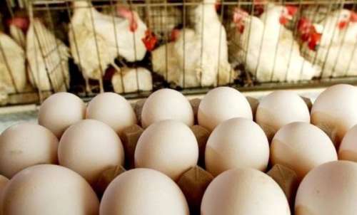 با حذف ارز ۴۲۰۰ تومانی، تخم مرغ به ۱۱۰ هزار تومان می رسد