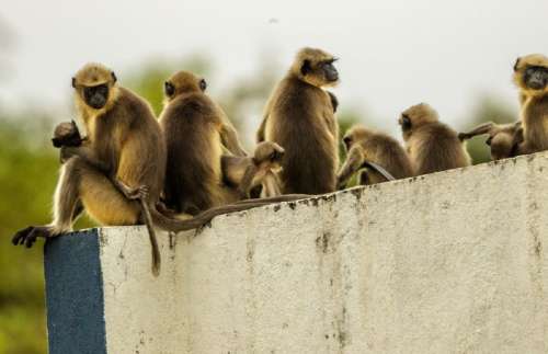 میمون‌ها در شهری در هند ۲۵۰ سگ را قتل عام کردند