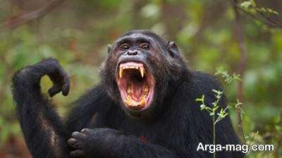 آشنایی با حیوان شامپانزه و رفتارهای خاص آن