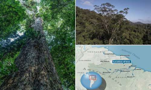 دانشمندان برزیلی به بلندترین درخت جنگل های آمازون به ارتفاع ۸۸ متر دست یافتند + ویدیو