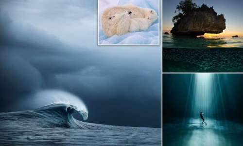 عکس های بی نظیر برندگان رقابت عکاس سال اقیانوس ۲۰۲۲ منتشر شد + تصاویر