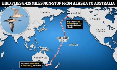 رکورد جهانی جدید پرنده ای با پرواز ۱۳,۵۶۰ کیلومتری بدون توقف از آلاسکا به استرالیا + ویدیو