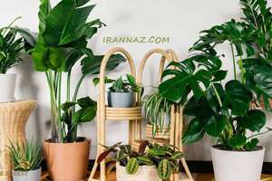 8 گیاه و گل آپارتمانی که باید از آنها دوری کنیم