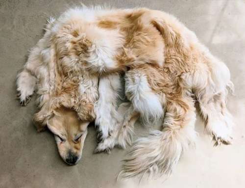 خانواده استرالیایی از سگ مُرده قالیچه درست کرد!