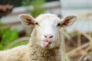 فروش مستقیم گوسفند زنده در تهران