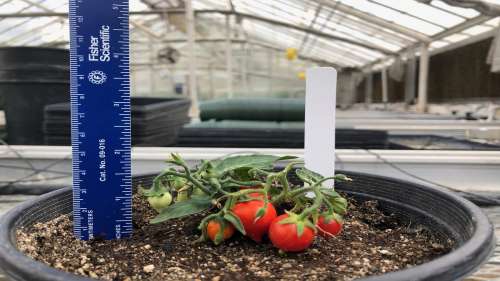 پرورش گوجه فرنگی در ایستگاه فضایی بین‌المللی توسط ناسا