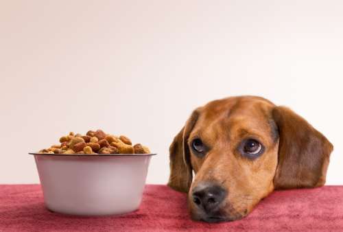 لیست غذای های مفید برای سگ های خانگی + نکات ضروری