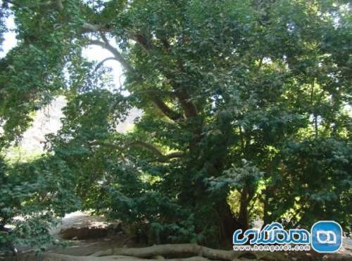 درخت کهنسال چنار دوشنگان یکی از جاذبه های طبیعی خراسان جنوبی به شمار می رود