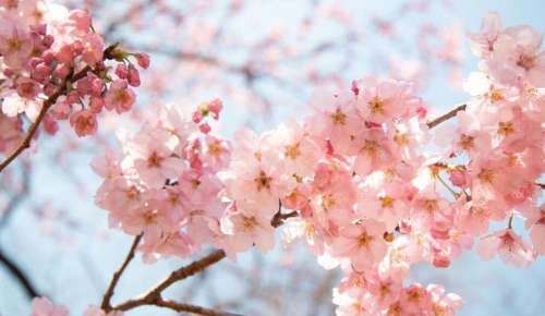 شعر شکوفه های بهاری و اشعار در مورد فصل زیبای بهار