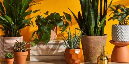 22 بهترین گیاه آپارتمانی برای هر اتاق + عکس
