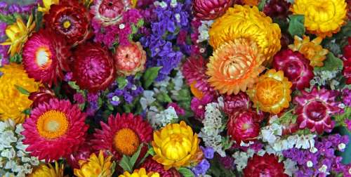 30 گل تابستانی برای باغچه های شما
