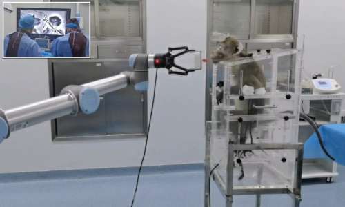 تراشه مغزی چینی که به میمون ها اجازه می دهد بازوی رباتیک را با ذهن کنترل کنند + ویدیو