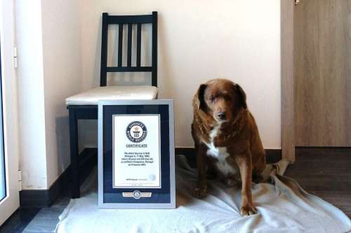 بابی؛ جشن تولد مُسن ترین سگ جهان که با ۳۱ سال سن رکورد گینس را شکست