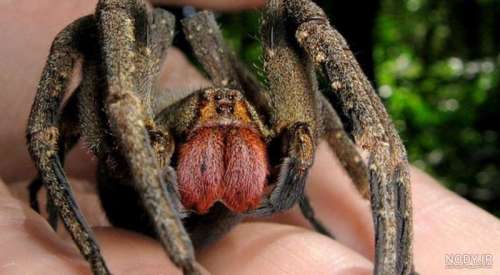عکس ترسناک ترین عنکبوت جهان