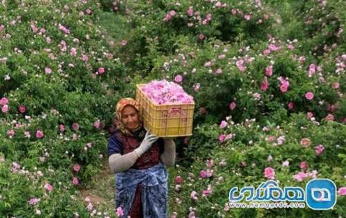 برگزاری پانزدهمین جشنواره گل محمدی لاله زار بردسیر در سایت گردشگری این منطقه