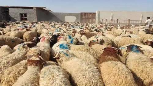 قیمت گوشت عید قربان چند اعلام شد ؟! +[قیمت]