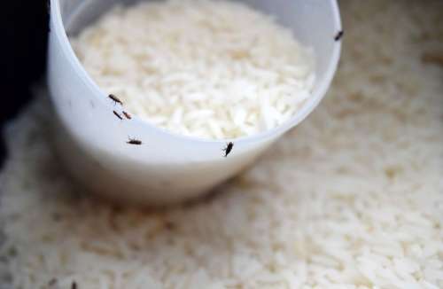 فرمول جادویی برای اینکه برنج شپشک نزنه | ترفند ساده و کاربردی نگهداری از برنج برای مدت طولانی