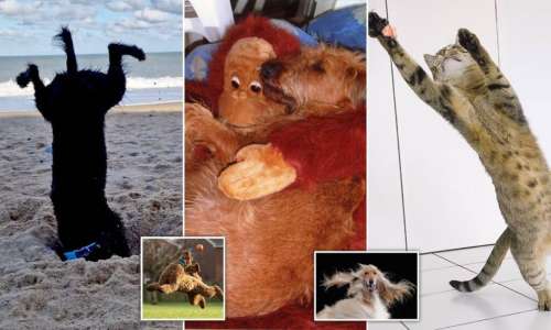 تصاویر بامزه‌ی برگزیدگان مسابقه عکس‌های کمدی از حیوانات خانگی ۲۰۲۳ + تصاویر