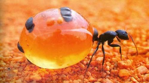 عسل مورچه‌های استرالیایی در درمان بیماری‌های عفونی کاربرد دارد!