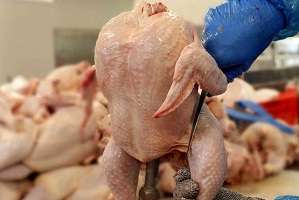 پیش بینی قیمت مرغ در روزهای آینده