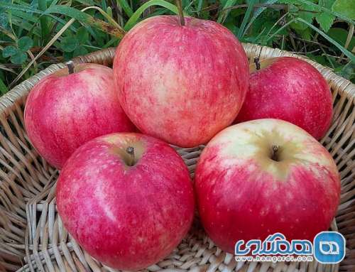 جشنواره سیب و انگور در مشگین شهر برگزار می شود