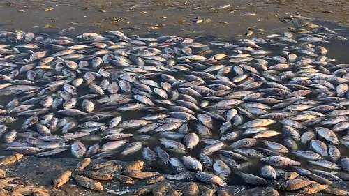 کشف لاشه هزاران ماهی در یکی از سواحل روسیه [+ویدیو]