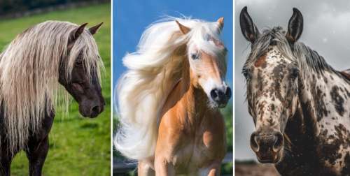 ۱۵ نژاد اسب که زیبایی منحصر به فردشان نفسگیر است