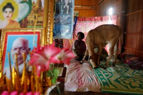 ازدواج عاشقانه زن کامبوجی با یک گاو که کمان می کند تناسخ شوهر مُرده‌ی اوست + ویدیو