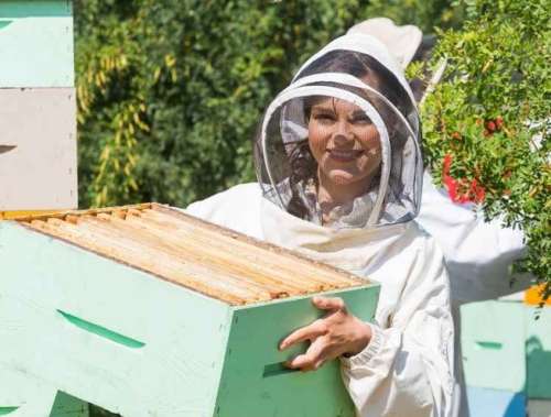 شرایط و تجهیزات مورد نیاز شغل زنبورداری و نکات کلیدی که باید بدانید